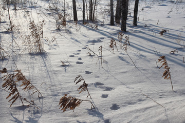 Winter forest in the snow in the drifts between the trees, the tracks of wild forest animals