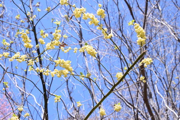 アオモジの黄色い花