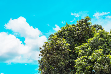 Mango tree standing with clouds behind