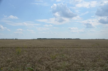 Wheat rye summer field visible clouds and sky