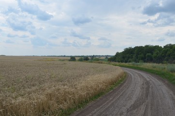 Fototapeta na wymiar Wheat rye summer field visible clouds and sky road