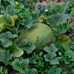 The growing melon in the field