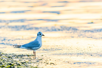 ズグロカモメ冬羽(Saunders's gull)