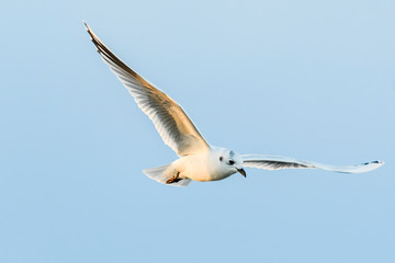 ズグロカモメ飛翔(Saunders's gull)