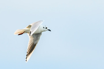 Obraz premium ズグロカモメ(Saunders's gull)