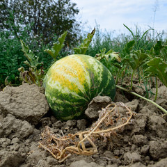 The growing water-melon in the field