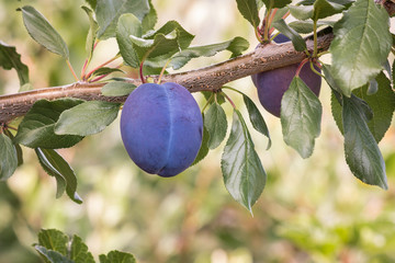 ripe prune plum on plum tree branch with copy space below 