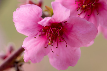 Flors rosa de melocotonero