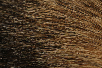 Close Up Husky Fur