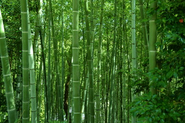 Fototapeta premium las bambusowy
