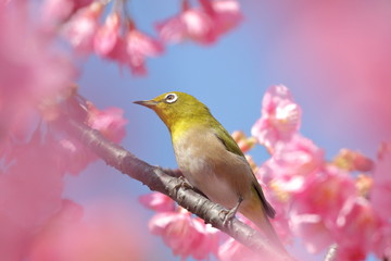 河津桜とメジロ
