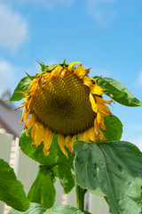 Big single sunflower