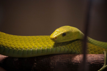 Snake