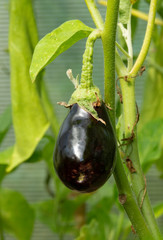 Growing eggplant