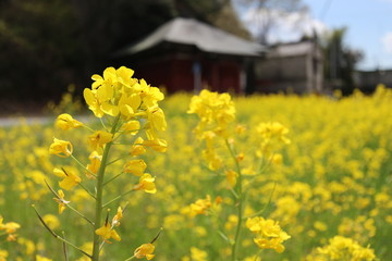 菜の花