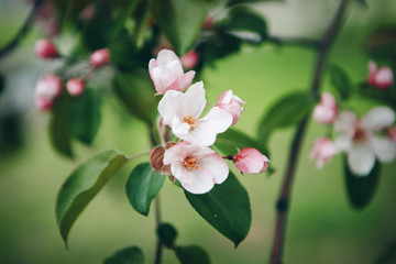 the white and pink Apple flowers close-up