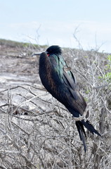Colorful frigate bird fregata minor sitting on a branch