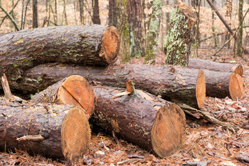 Tree Log