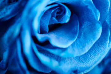 Close up of blue rose