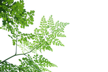Moringa leaves have medicinal properties on white background
