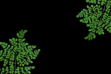 Moringa leaves on black background