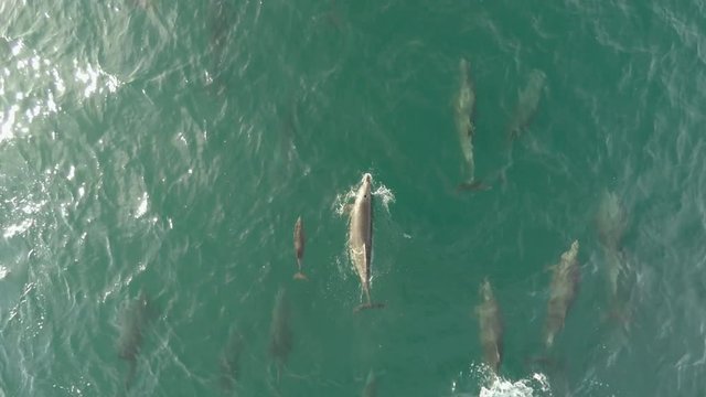 Aerial cenital plane shot of a pod of dolphins swimming in Loreto Bay National Marine Park, Baja California Sur.