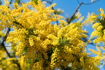 Fototapeta premium ミモザ