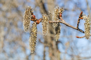 The female Aspen catkins in spring closeup
