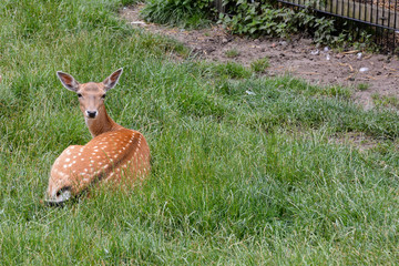 Cute spotted fallow