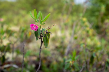 Kalmia angustifolia, Grands-Jardins National Park, Quebec