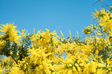 Obraz premium ミモザ