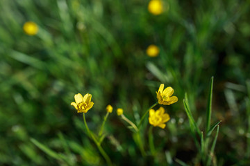 Small yellow forest flowers. The keys to heaven. Spring bloom.