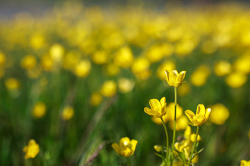 Small yellow forest flowers. The keys to heaven. Spring bloom.