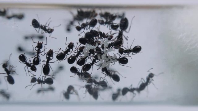 Macro Shot Of Black Crazy Ant Workers Taking Care Of A Cluster Of Egg In A Glass Test Tube With White Background