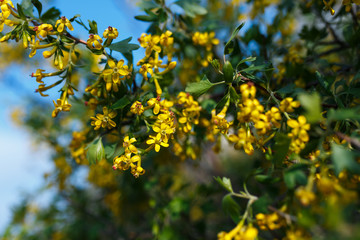 Spring flowering bush with yellow flowers.