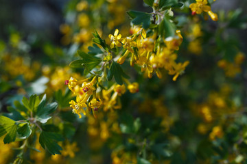 Obraz na płótnie Canvas Spring flowering bush with yellow flowers.