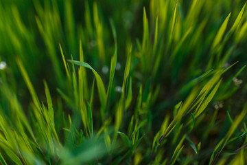 Fresh spring juicy grass. Freshly grown lawn.