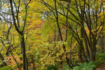 福島県の五色沼の景観