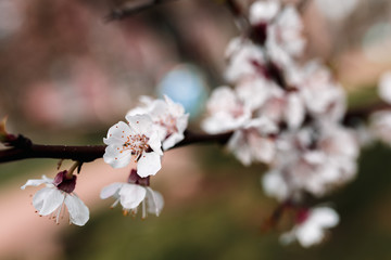 Flowering fruit tree branch. Spring blooming apricot.