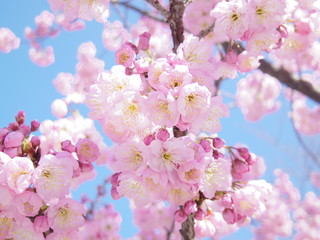 福岡市博多区 櫛田神社の桜の花
