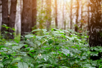 A branch with green leaves in the forest after the rain. Blurred background.