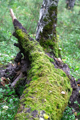 Stump, fallen tree covered with moss in the forest. Siberian forest.