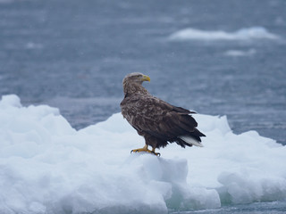流氷の上のオジロワシ