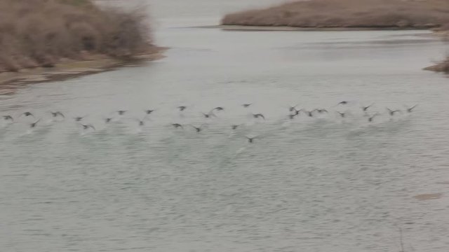 group of small ducks trying to fly