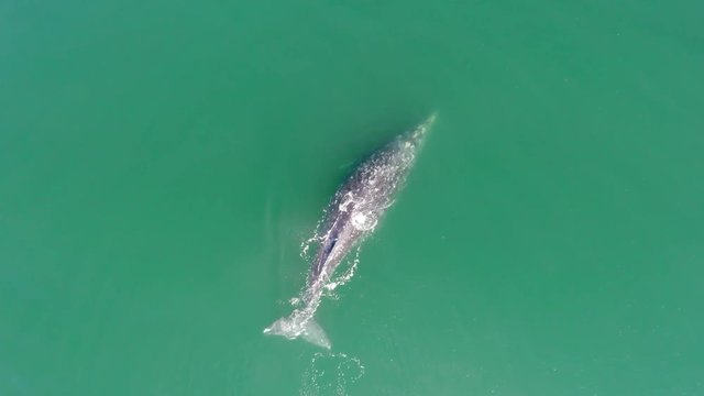 Aerial centinal drone shot of a Gray Whale with her calf in the Ojo de Liebre lagoon, Biosphere Reserve of El Vizcaino, Baja California Sur