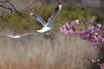 桜の花（背景にユリカモメ）