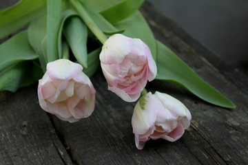 Beautiful delicate soft pink fresh natural bouquet of spring tulip macro