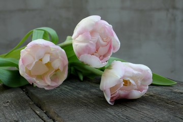 Beautiful delicate soft pink fresh natural bouquet of spring tulip macro