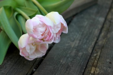 Beautiful delicate soft pink fresh natural bouquet of spring tulip macro
