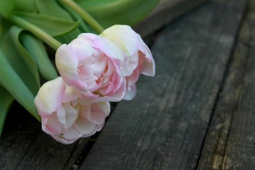 Beautiful delicate soft pink fresh natural bouquet of spring tulip macro